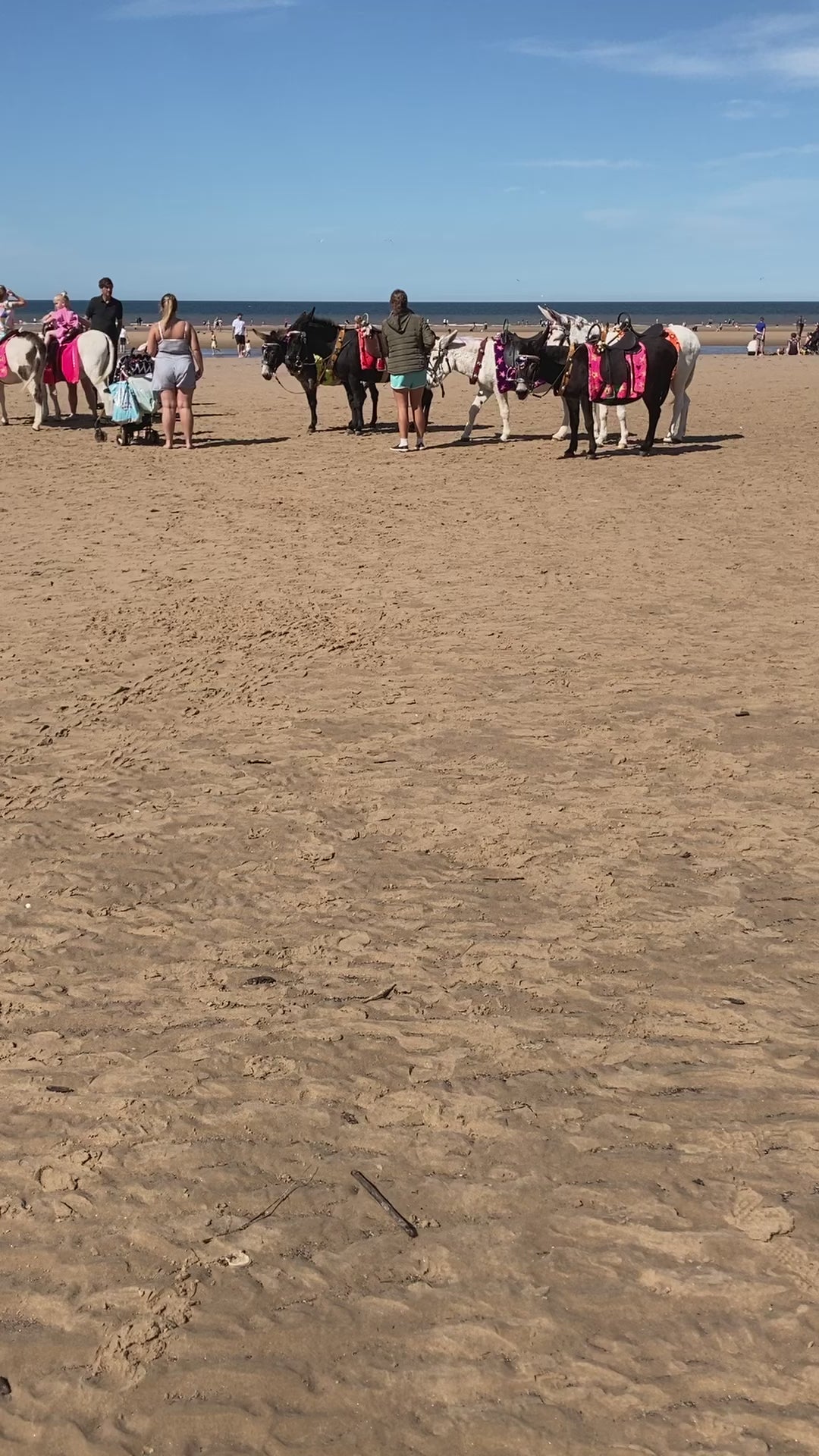 Video of a group of donkeys on the beach in Blackpool